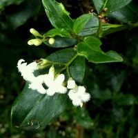 Hedyotis trimenii var. orbicularifolia Ridsdale